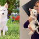 Illustration for article titled Have You Met Ivankas New Dog Yet?
